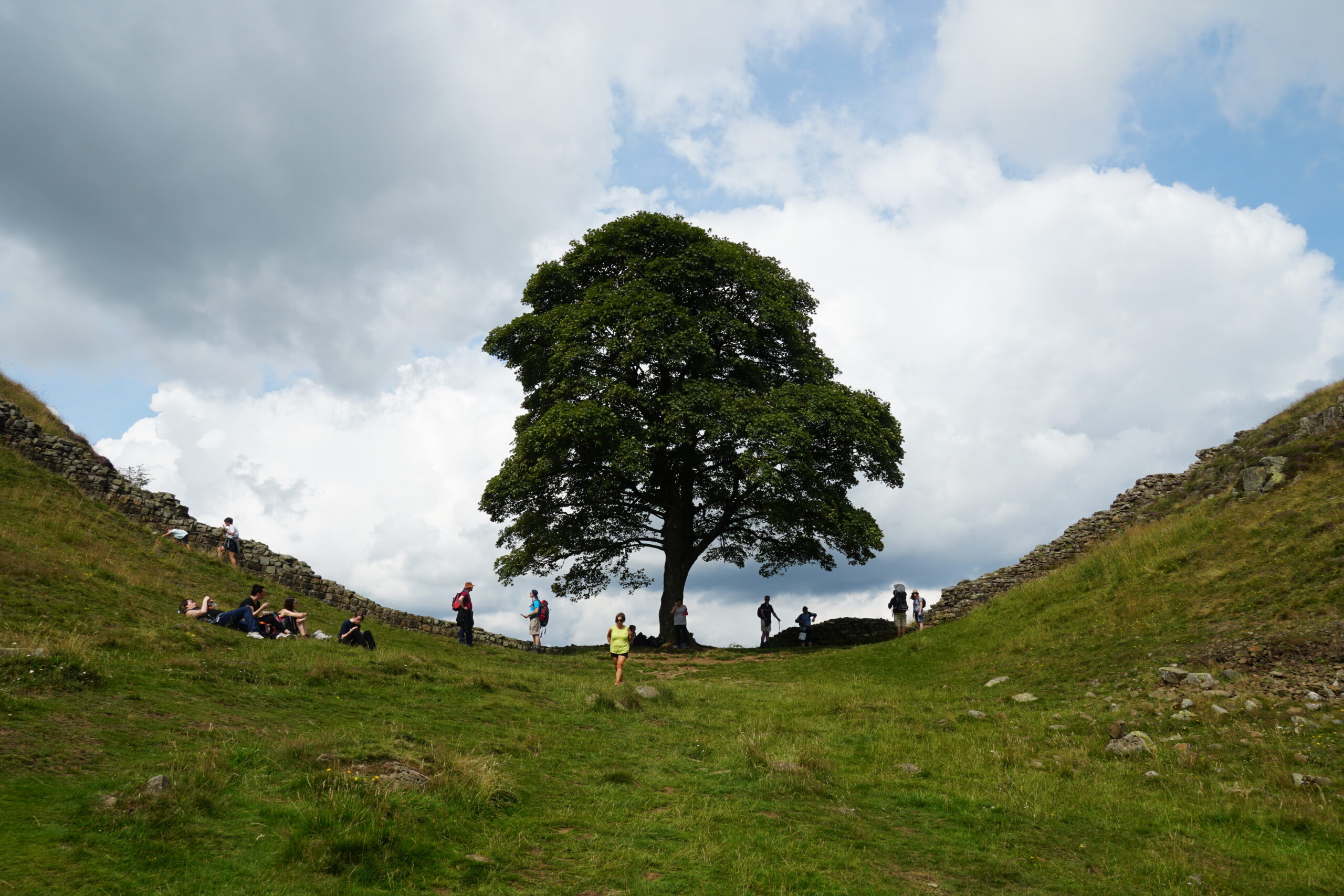 Remember The Trees
